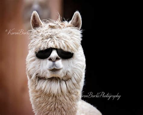 Funny Alpaca Print Alpaca Photography Funny Animals Animals