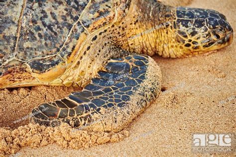 Green Sea Turtle Chelonia Mydas Laniakea Beach Oahu Hawaii Usa