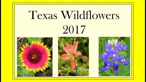 Texas Wildflowers 2017 Youtube