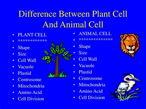 Photosynthesis is the process of making. PPT - Difference Between Plant Cell And Animal Cell ...