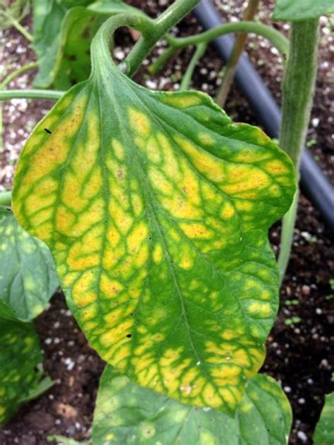 The Causes And Cures Of Yellow Leaves On Tomato Plants Agriculture
