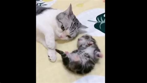 Cat Mom Cuddles Kitten Having A Nightmare Video May Melt Your Heart