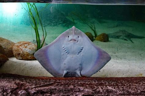 Almost All Stingrays At Tampa Zoo Have Died Mysteriously At