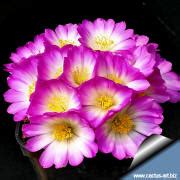 What domain and kingdom are plants in. Cactaceae