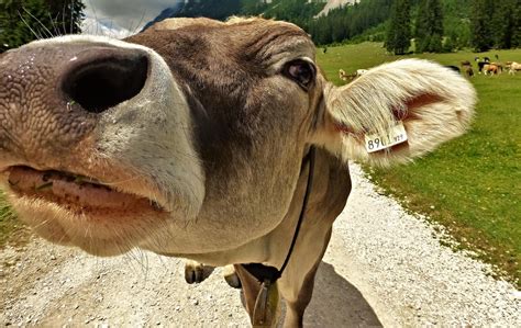 Les animaux baisent aussi : Est-ce que les animaux ont aussi des crottes de nez ? - École