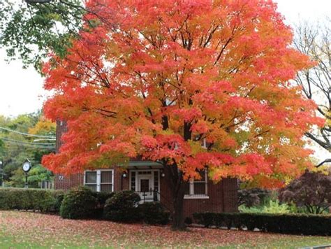 Read the article at realenglishfruit. Best Trees To Plant In Your Front Yard | Maple tree ...