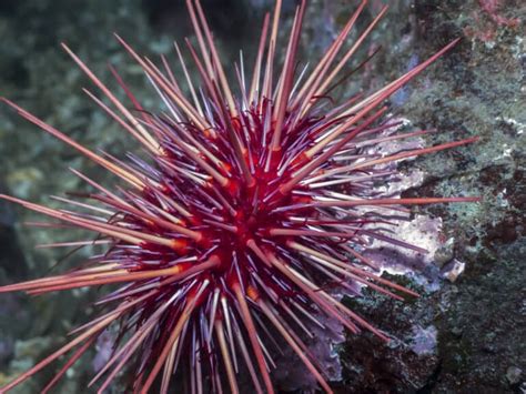 10 Incredible Sea Urchin Facts Wikipedia Point
