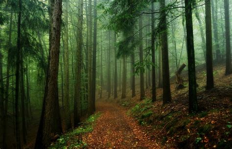 Download Tree Fog Forest Nature Path Hd Wallpaper