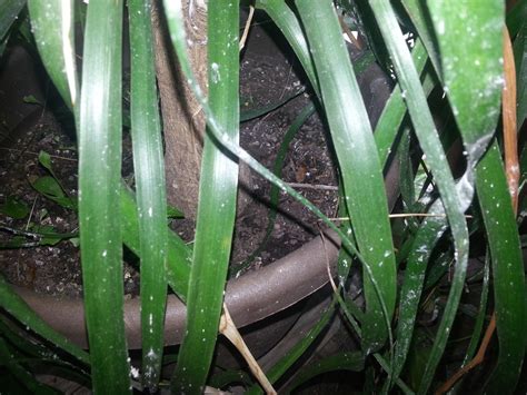 Houseplants White Fuzzy Hairy Stuff On Plant Leaves Ugh What To Do Gardening