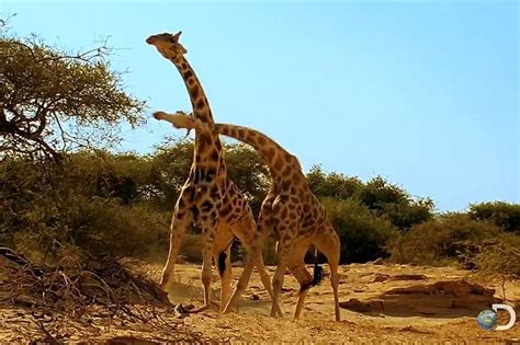 ~rare Footage Shows Giraffes Fighting Using Necks As Swords A Rare And Surprising Scene