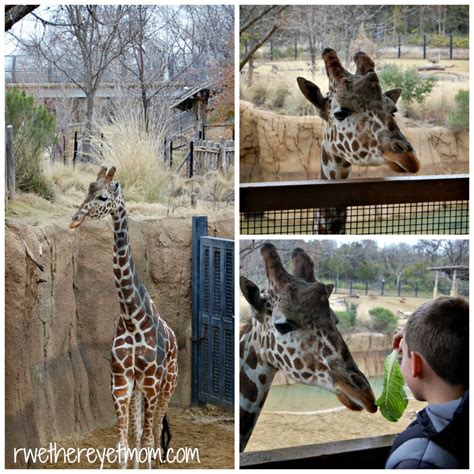 Feed-Giraffe - R We There Yet Mom?