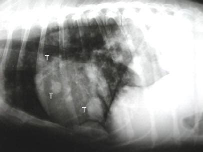 Как выглядят метастазы в легких у кошки Signs Bone Cancer Has Spread To Lungs In Dogs : Which chest radiographs should y