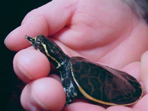 We did not find results for: Florida Softshell Turtle Facts, Habitat, Diet, Life Cycle ...