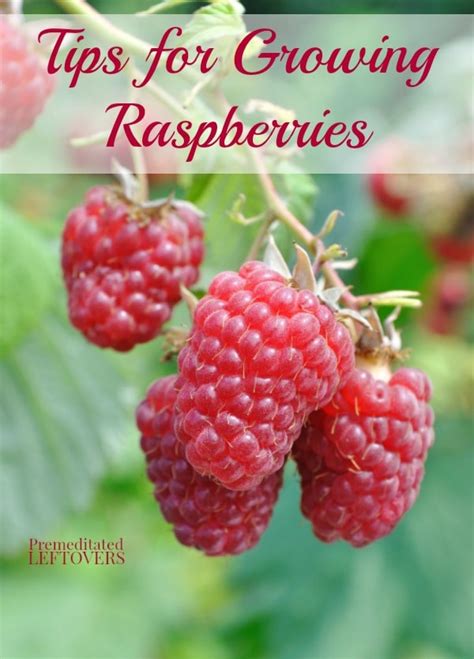 Tips For Growing Raspberries