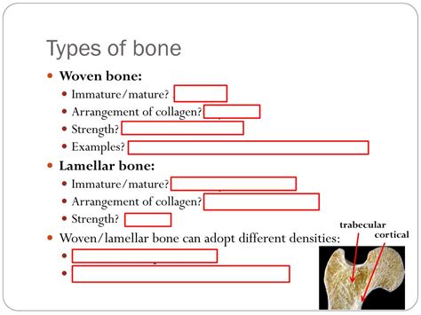 Ppt Bone Structure Growth And Repair Powerpoint Presentation Free