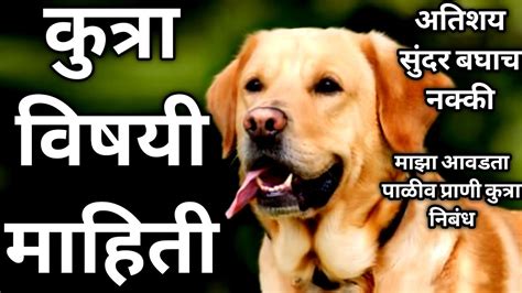 Kutra Vishay Mahiti Marathi Kutra Nibandh Marathi Essay On Dog In