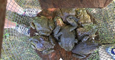 Frog Violation Leads To Drug Arrest