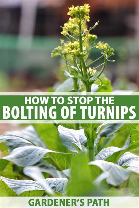 Add cement to the trench and stack your first layer of stone or brick. How to Stop Turnips from Bolting and Going to Seed ...