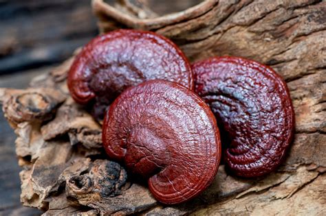 Reishi Through The Ages The Fascinating Journey Of The Mushroom Of Im