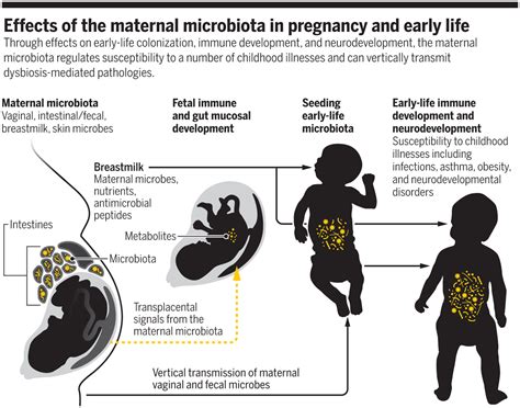 Maternal Microbiota In Pregnancy And Early Life Science