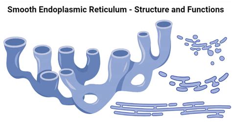 Smooth Endoplasmic Reticulum Definition Structure Functions