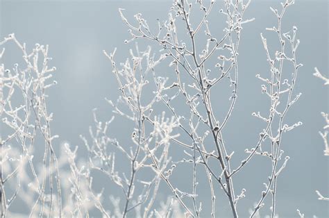 Free Images Tree Nature Snow Winter Sky Sunlight Flower Frost