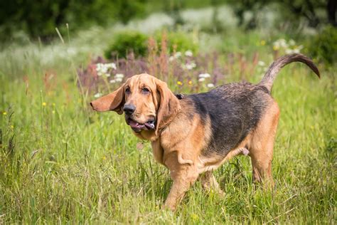Bloodhound Facts Character Diet Care