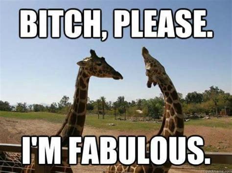 Giraffe Meme Giraffe Quotes Cute Giraffe Animal Memes Funny Animals