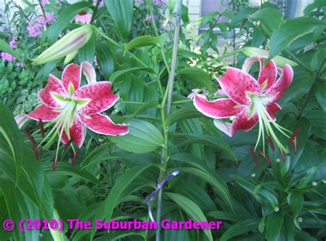 The Suburban Gardener Orienpet Lily Miss Feya