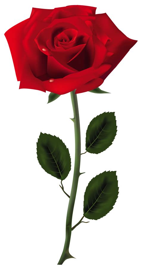 Select from premium single flower of the highest quality. Rose PNG HD Transparent Rose HD.PNG Images. | PlusPNG