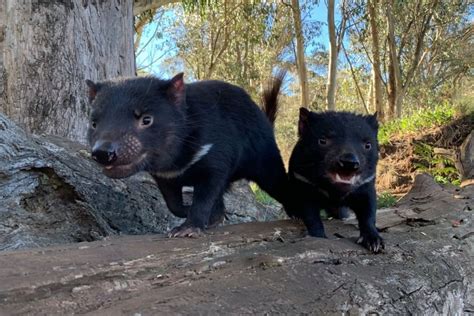 Seven Wild Tasmanian Devils Born On Australias Mainland For First Time