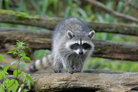 Raccoons Are A Nuisance In Other Countries Too Abc Humane Wildlife
