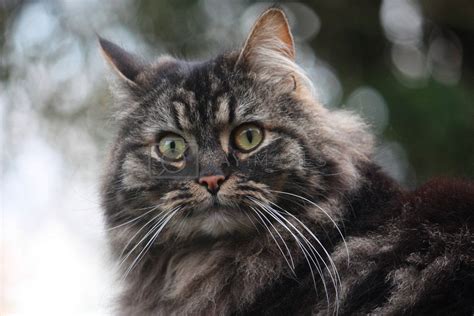 Cute Long Haired Tabby Cat Royalty Free Stock Image Stock Photos