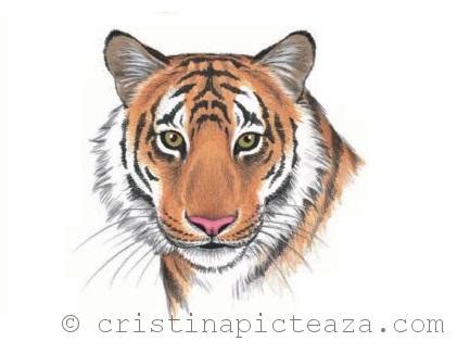Vei primi pe email un link de confirmare a abonării. Desene in creion cu animale - Tigru in creion - Cristina Picteaza