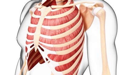 How to stretch out the muscles of the chest & rib cage. Rib Muscle Anatomy