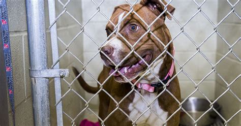 44 Top Photos Local Animal Shelters Dogs Kings Spca Cuts Adoption