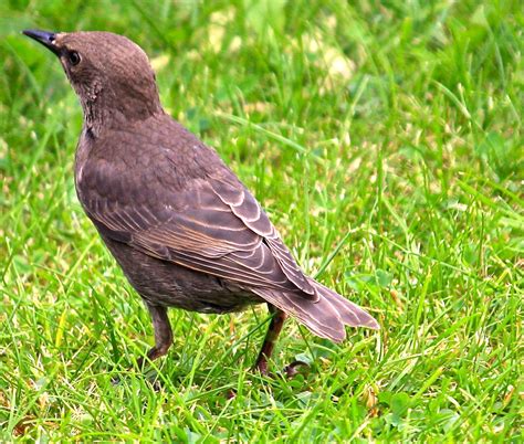 Juvenile Starling Young Starling Spotted In The Garden Tod Jeff