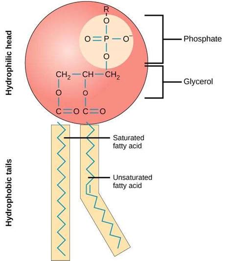 This diagram shows the percentages of websites using backbone broken down by structured data formats. Phospholipid Bilayer | Lipid Bilayer | Structures & Functions
