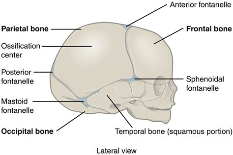 Fibrous Joints · Anatomy and Physiology