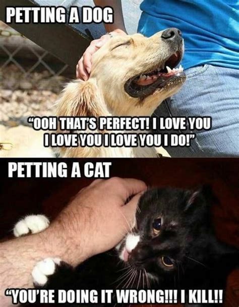Petting Cats Vs Dogs