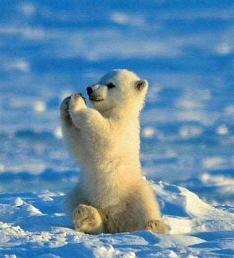 Polar Bears And Climate Music Indieartist Chicago Baby Polar