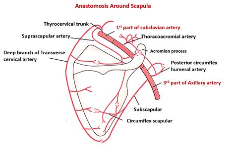 Shoulder And Scapular Region Anatomy Qa