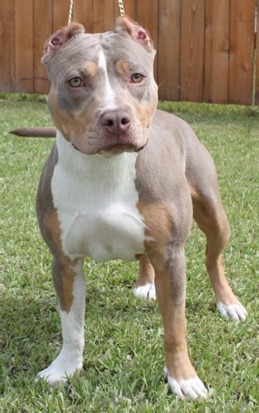 Not just any tri stud could be featured here at noblepits. Light tri colored pit. | Cute pitbulls, Pitbulls, Pitbull terrier