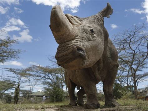 45 Year Old Sudan Worlds Last Male Northern White Rhino Dies