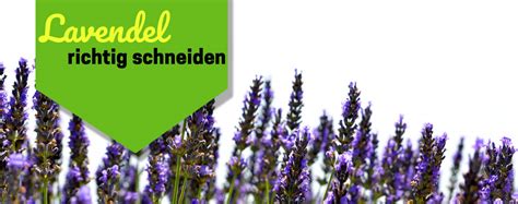 Allgemein gilt der lavendel als recht pflegeleichte pflanze. 【ᐅ】Lavendel schneiden 2019 | Wann & Wieviel | Eine Anleitung