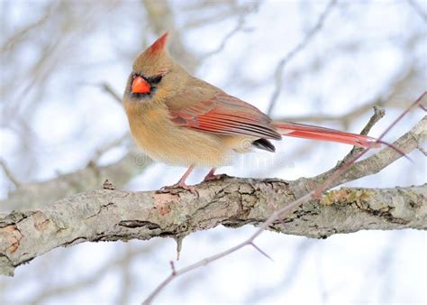Female Cardinal Stock Image Image Of Birding Nature 10474705