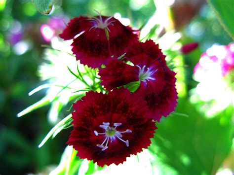 Red Flowers White Flowers Free Nature Pictures By Forestwander