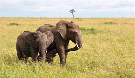 10 Fascinating Facts About Elephants You Didnt Know Factober