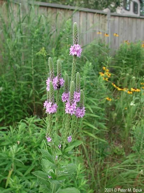 Verbena Stricta Hoary Vervain Minnesota Wildflowers