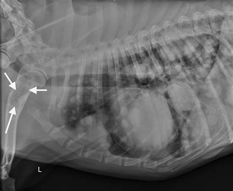 Image Gallery Primary And Metastatic Tumors Part 1 Clinicians Brief